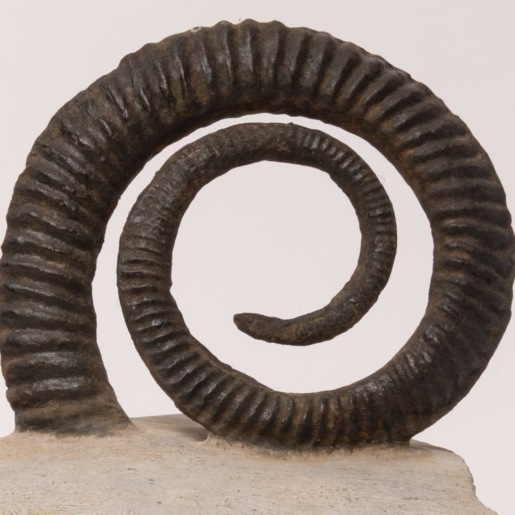 Genuine Anetoceras (4.5") Ammonite Fossil (1.5 lbs)