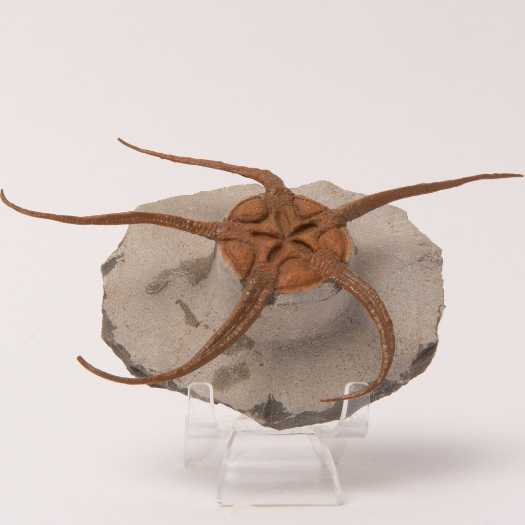 Genuine Ophiuroidea Brittle Star Fossil  (1.2 lbs)