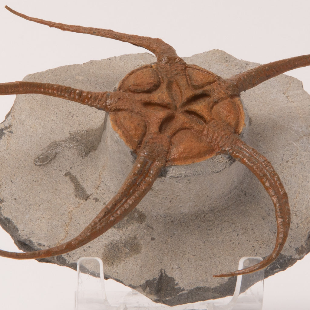 Genuine Ophiuroidea Brittle Star Fossil  (1.2 lbs)