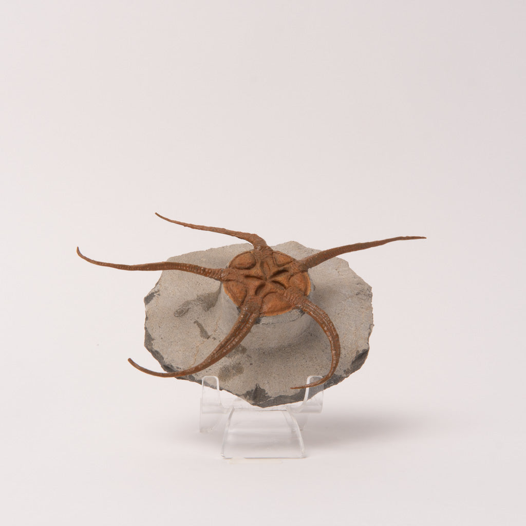 Genuine Ophiuroidea Brittle Star Fossil  (1.2 lbs)