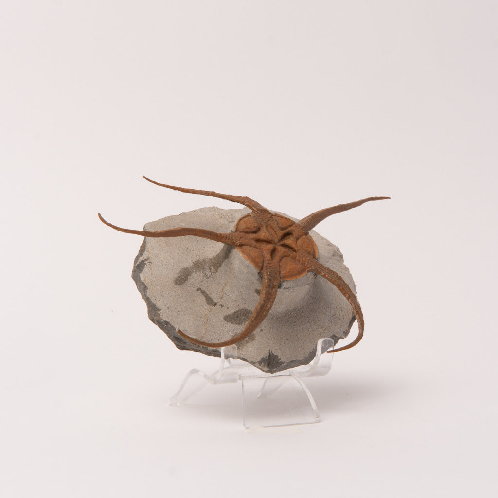 Genuine Ophiuroidea Brittle Star Fossil  (1.2 lbs)