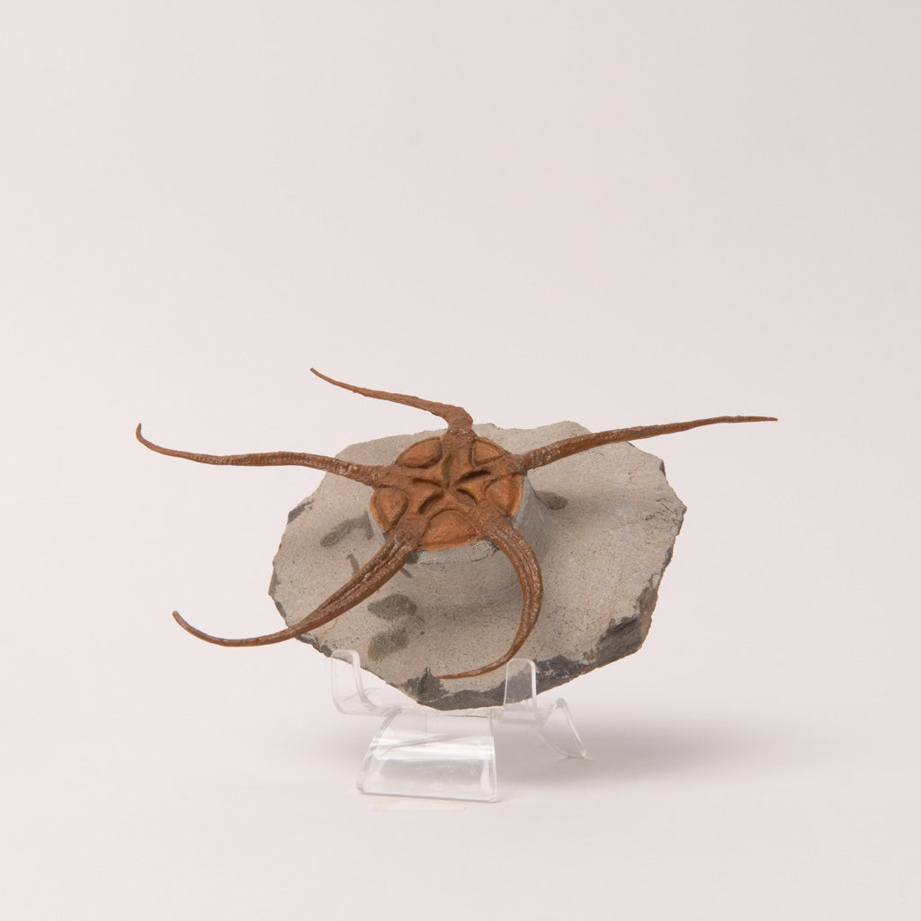 Genuine Ophiuroidea Brittle Star Fossil  (1.2 lbs)