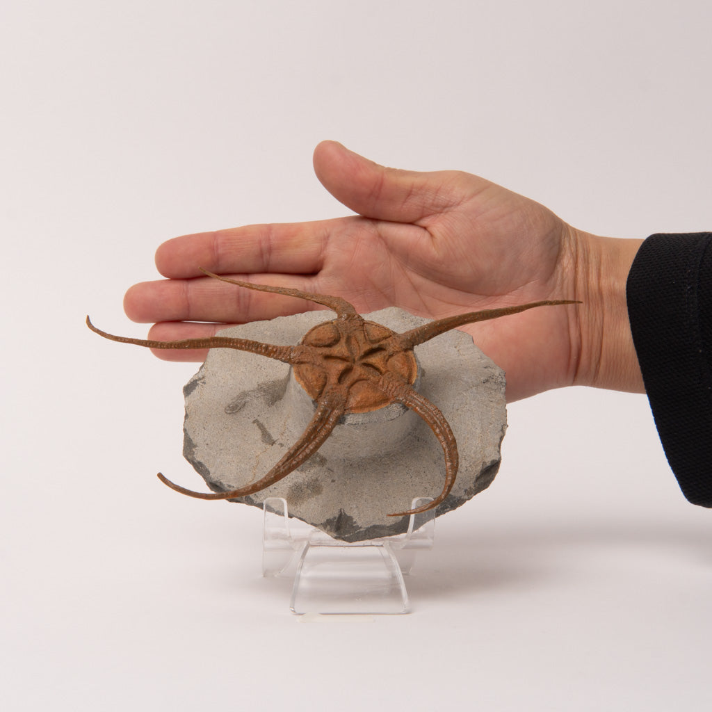 Genuine Ophiuroidea Brittle Star Fossil  (1.2 lbs)