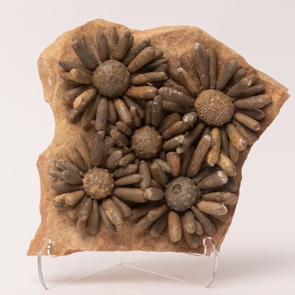 Fossilized Sea Urchin from Morocco (3.5 lbs)