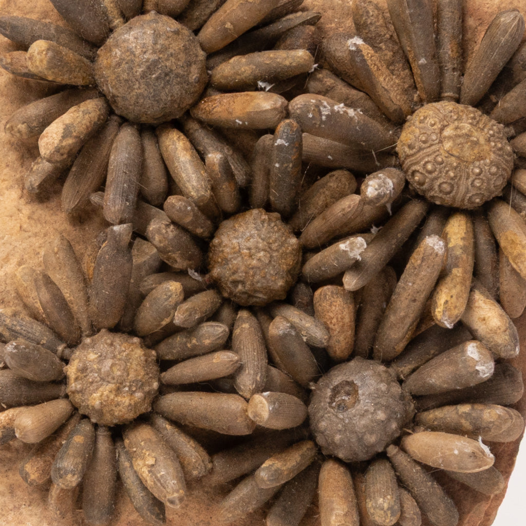 Fossilized Sea Urchin from Morocco (3.5 lbs)