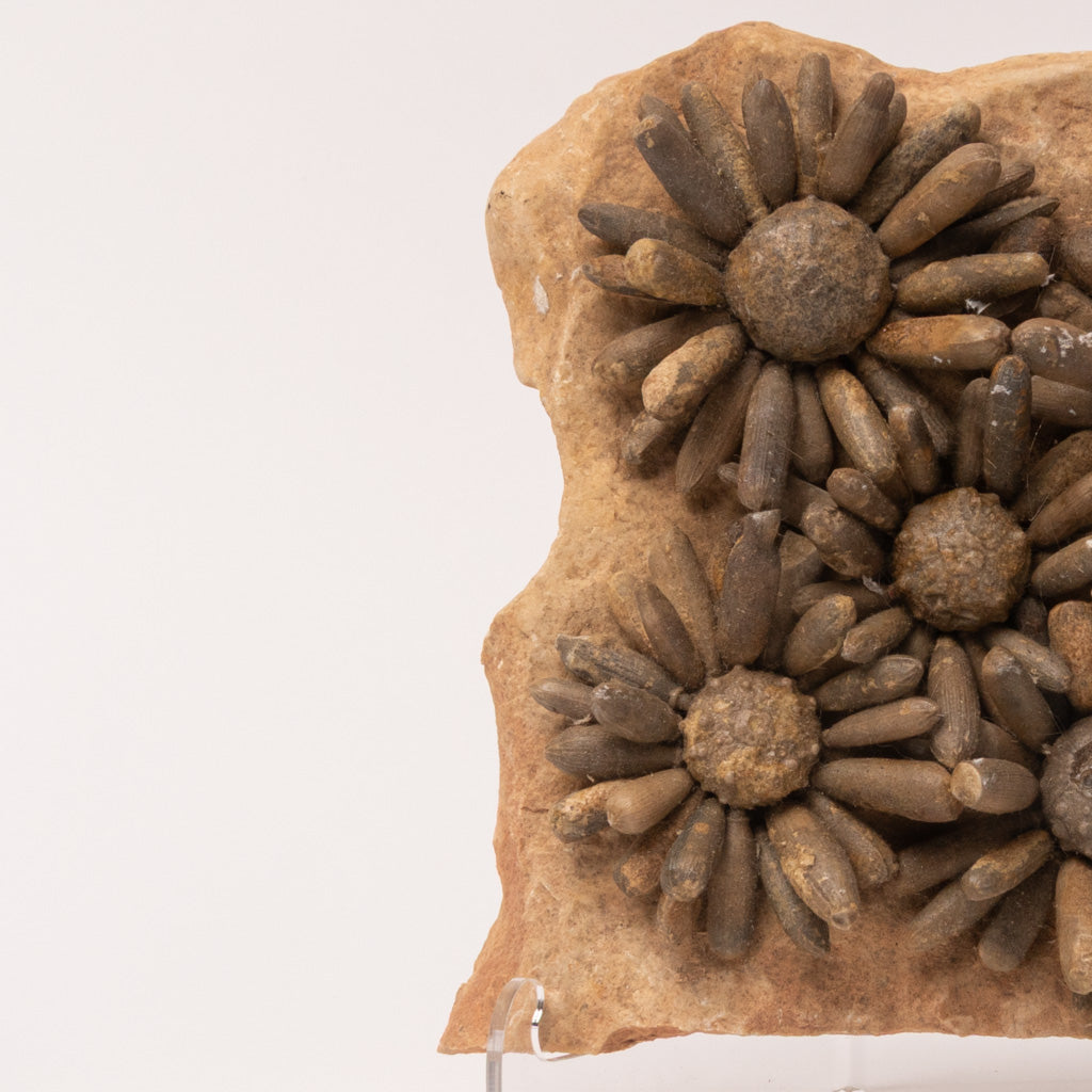 Fossilized Sea Urchin from Morocco (3.5 lbs)