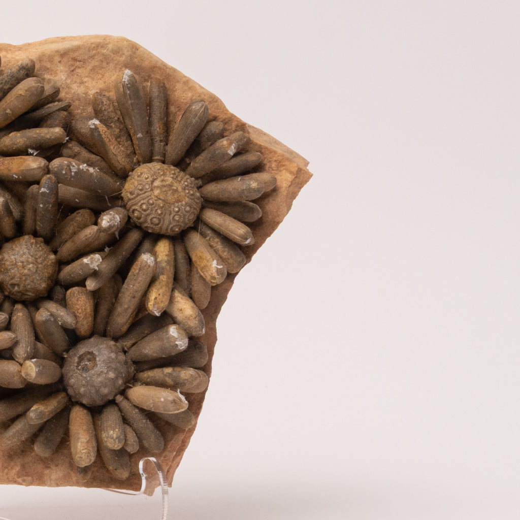 Fossilized Sea Urchin from Morocco (3.5 lbs)