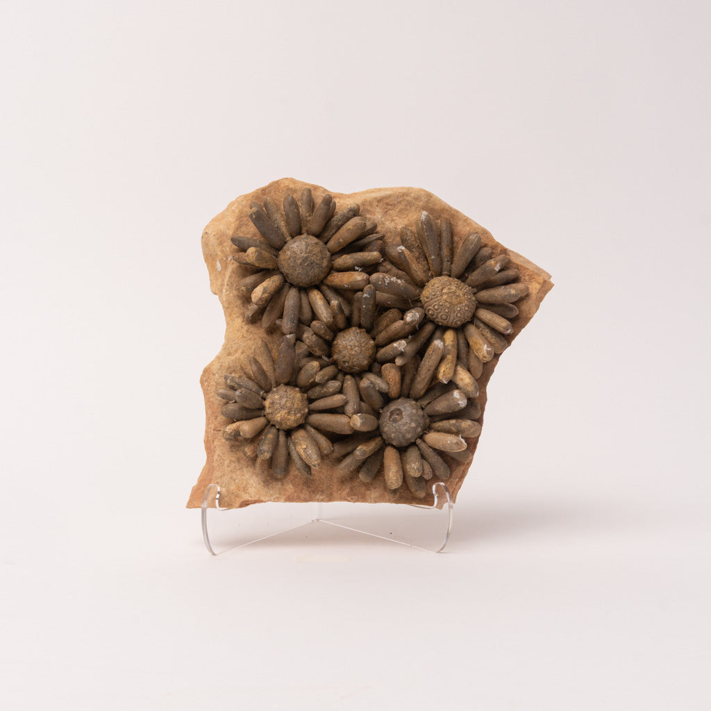 Fossilized Sea Urchin from Morocco (3.5 lbs)