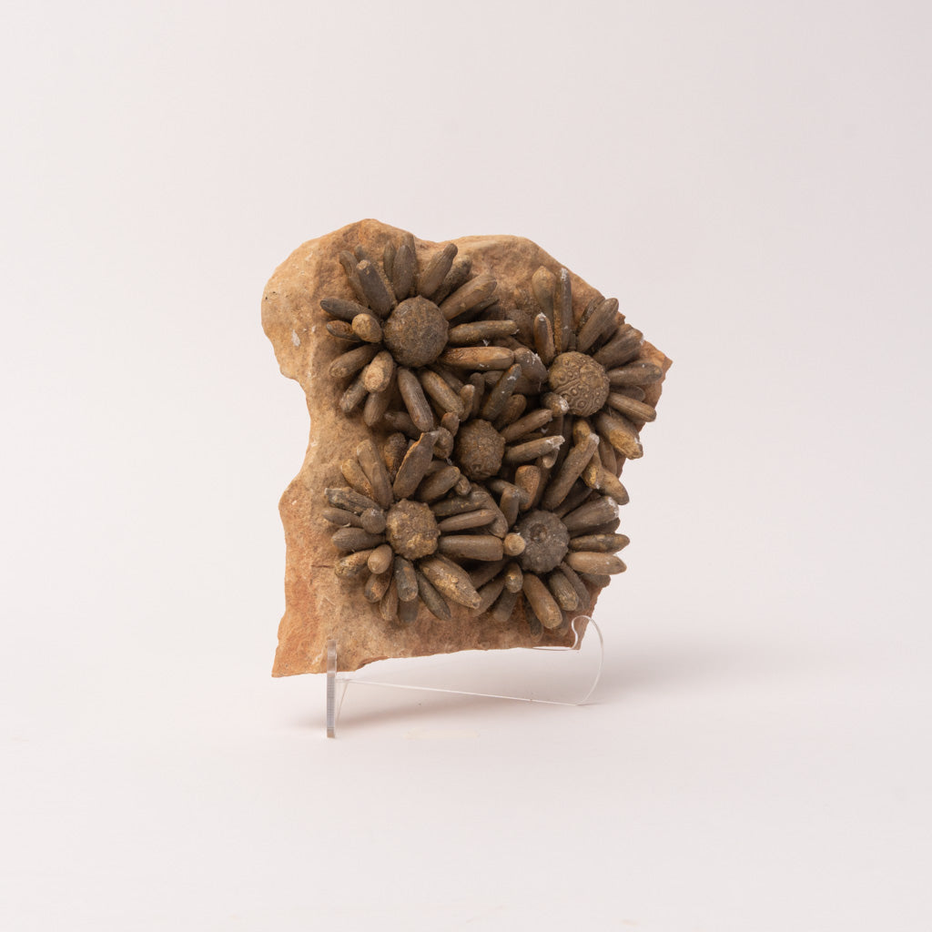 Fossilized Sea Urchin from Morocco (3.5 lbs)