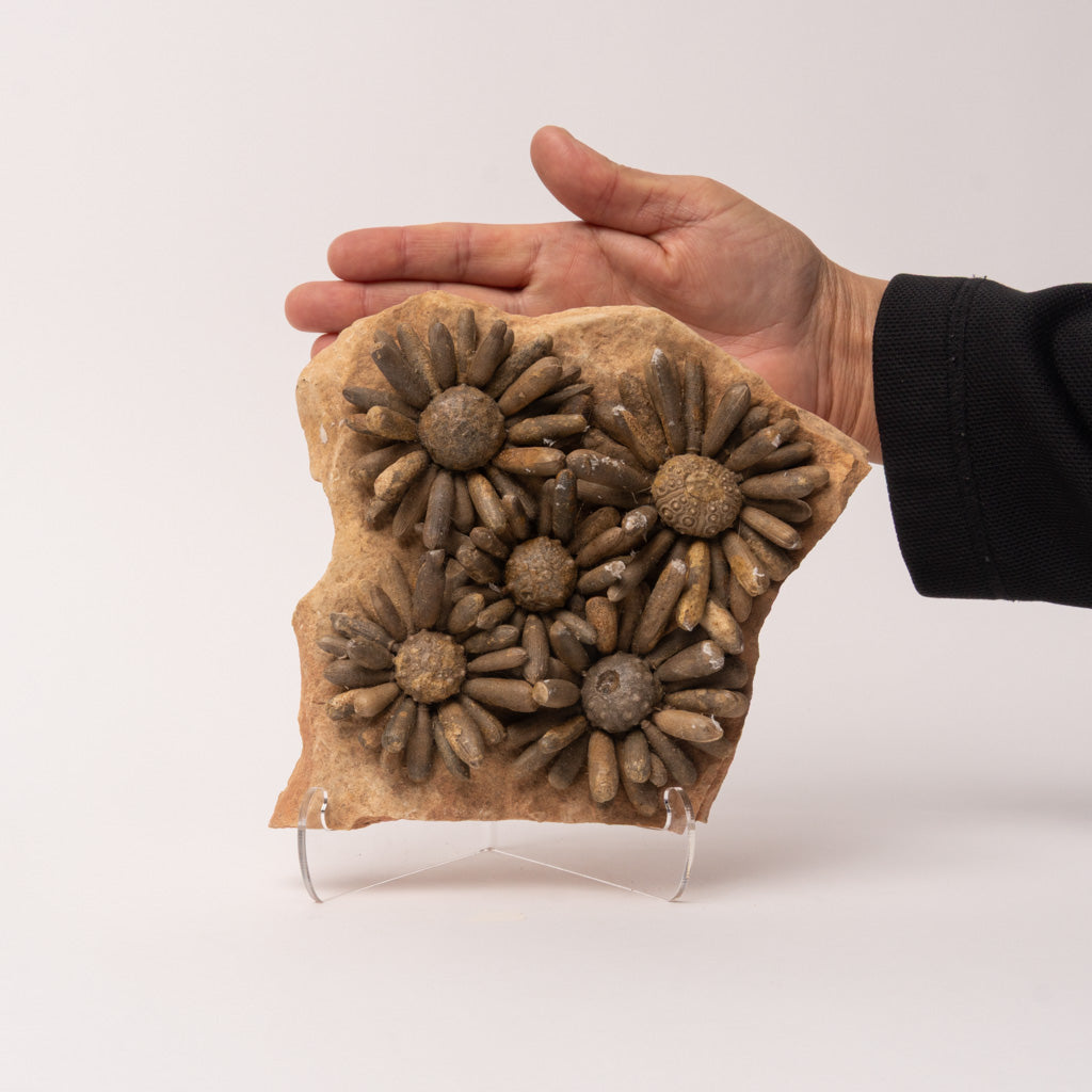 Fossilized Sea Urchin from Morocco (3.5 lbs)