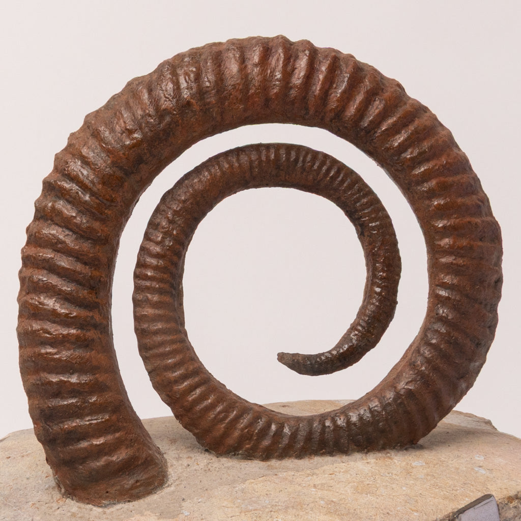 Genuine Anetoceras (4.75") Ammonite Fossil (2.5 lbs)