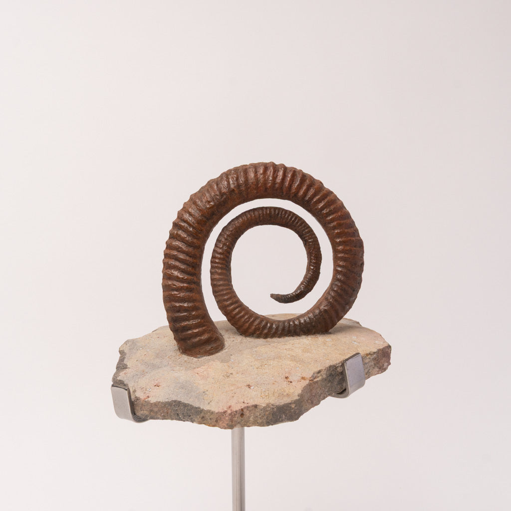Genuine Anetoceras (4.75") Ammonite Fossil (2.5 lbs)