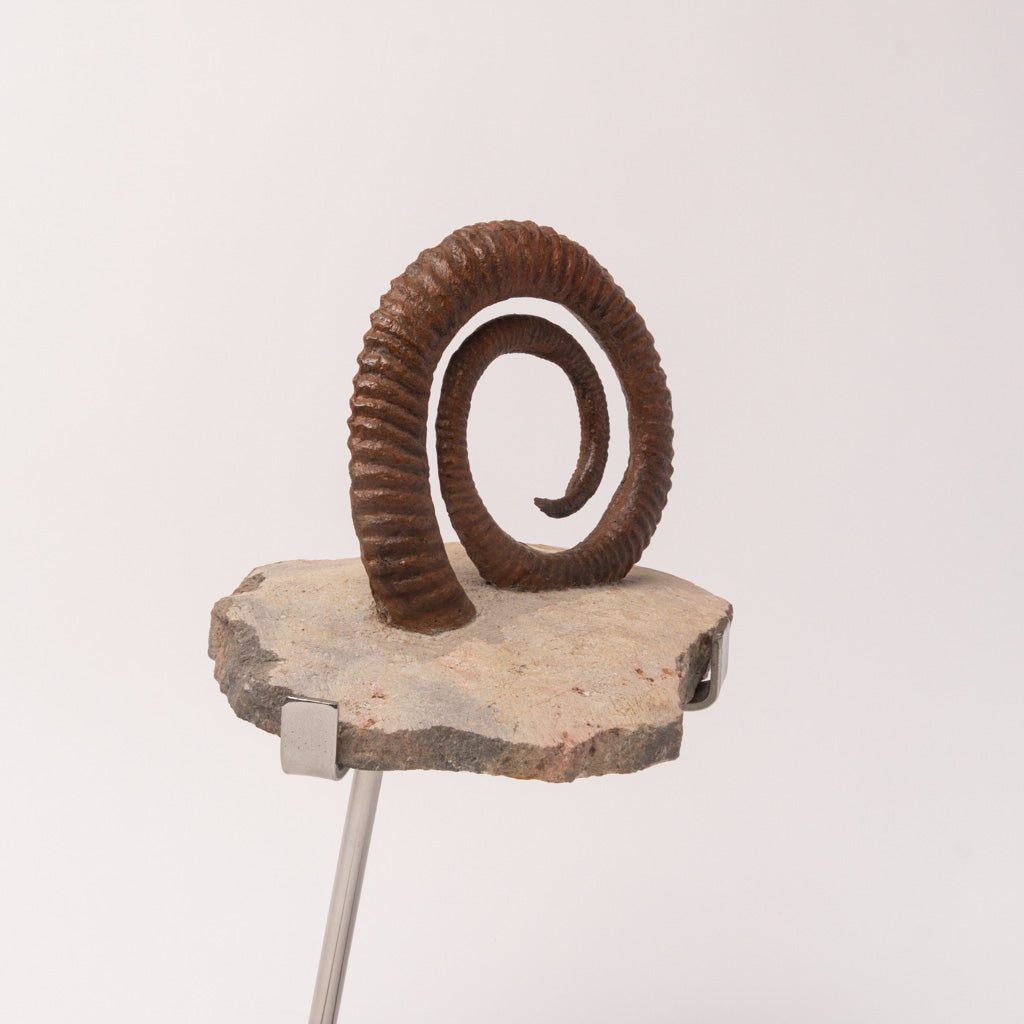 Genuine Anetoceras (4.75") Ammonite Fossil (2.5 lbs)