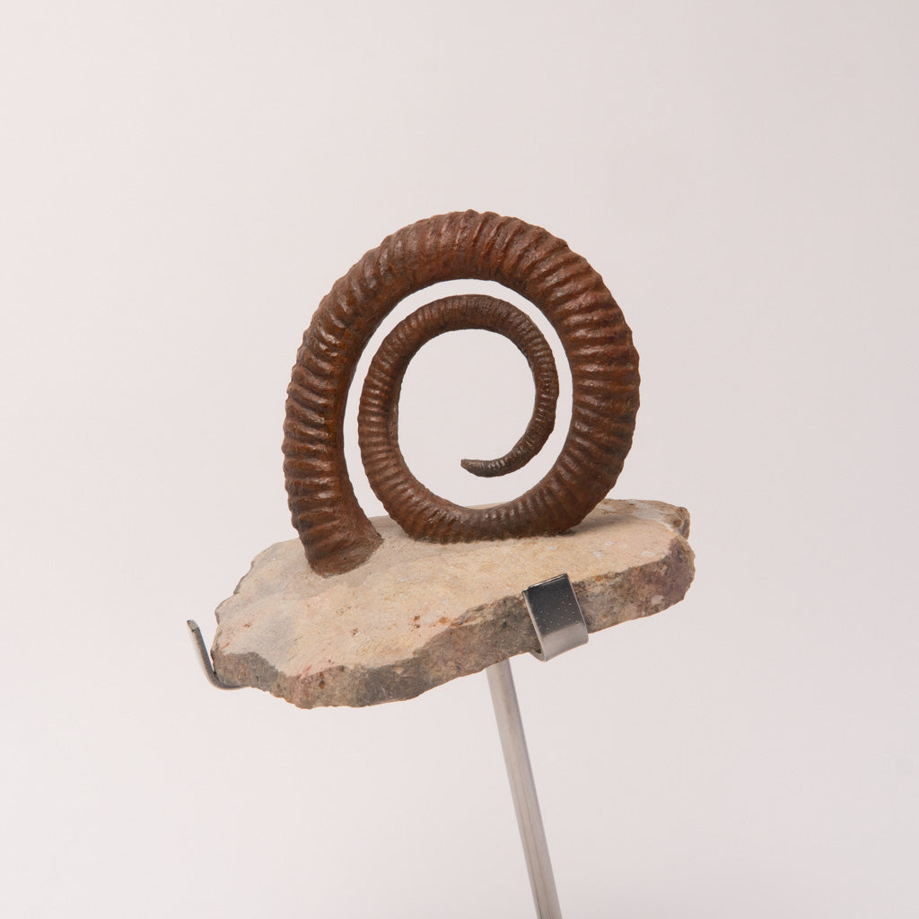 Genuine Anetoceras (4.75") Ammonite Fossil (2.5 lbs)