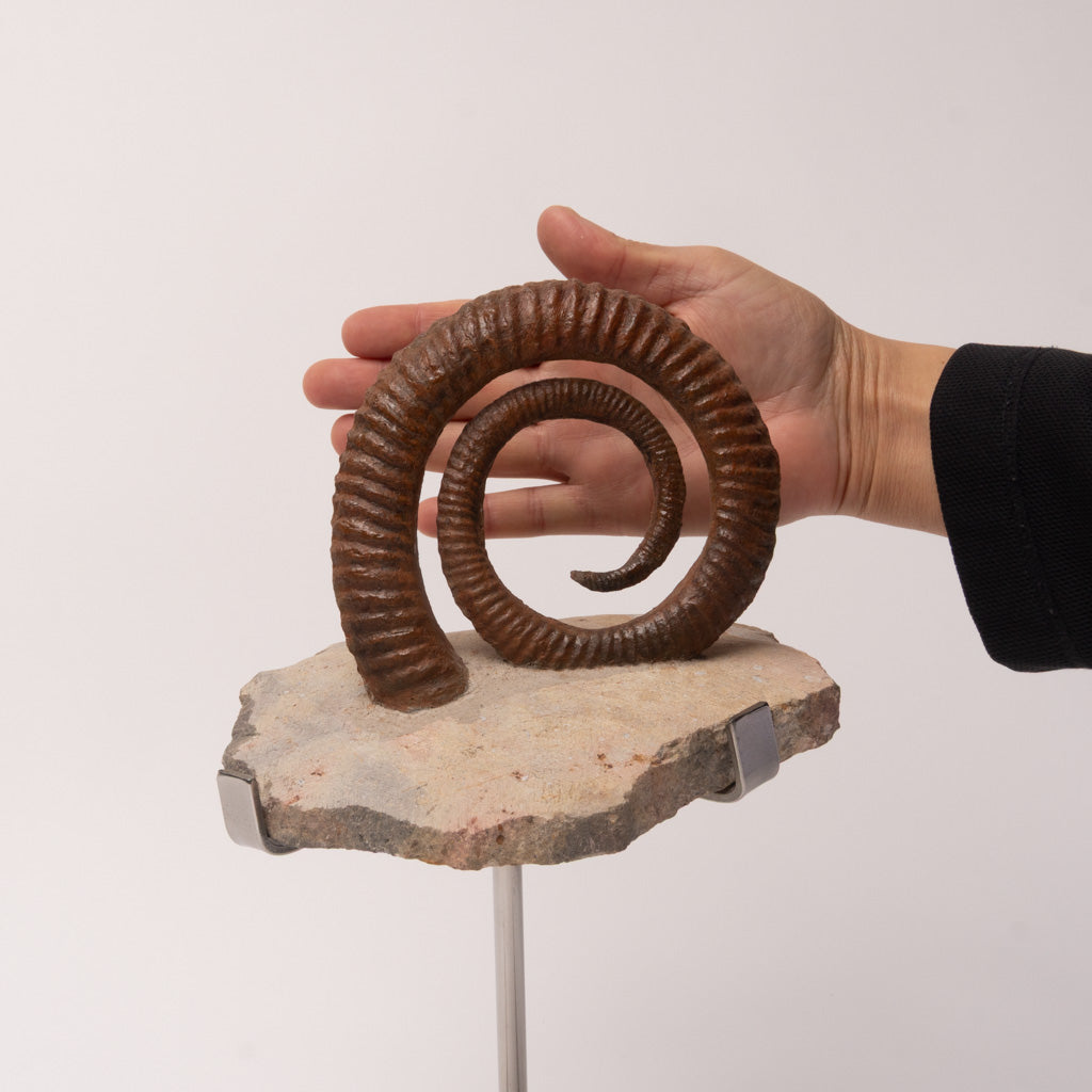 Genuine Anetoceras (4.75") Ammonite Fossil (2.5 lbs)