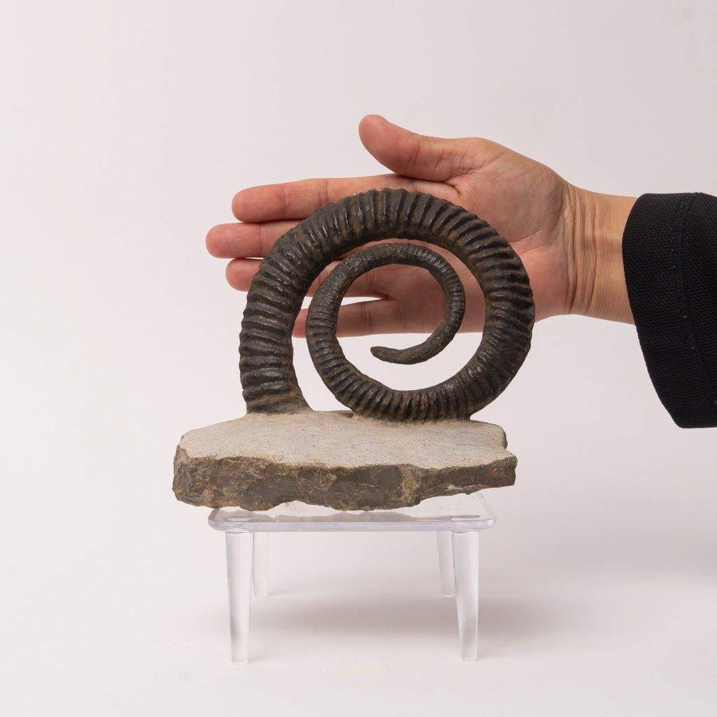 Genuine Anetoceras (4.5") Ammonite Fossil (1.5 lbs)