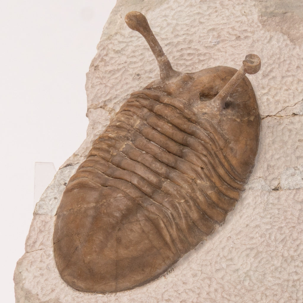 Asaphus Kowalewskii Trilobite from Morocco (.8 lbs)