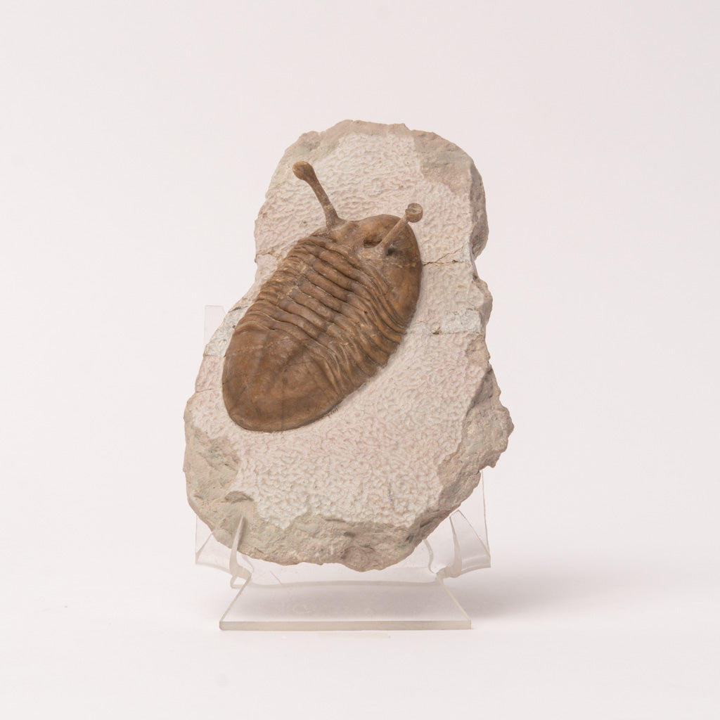 Asaphus Kowalewskii Trilobite from Morocco (.8 lbs)