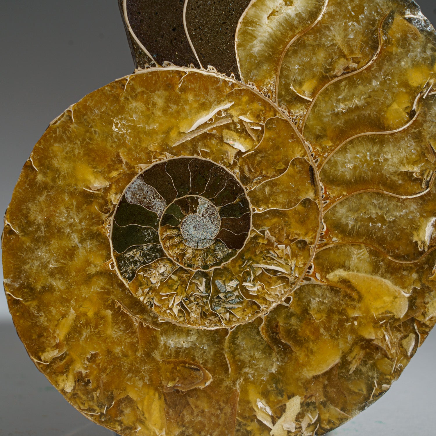 Calcified Ammonite Halve From Madagascar (381 grams)