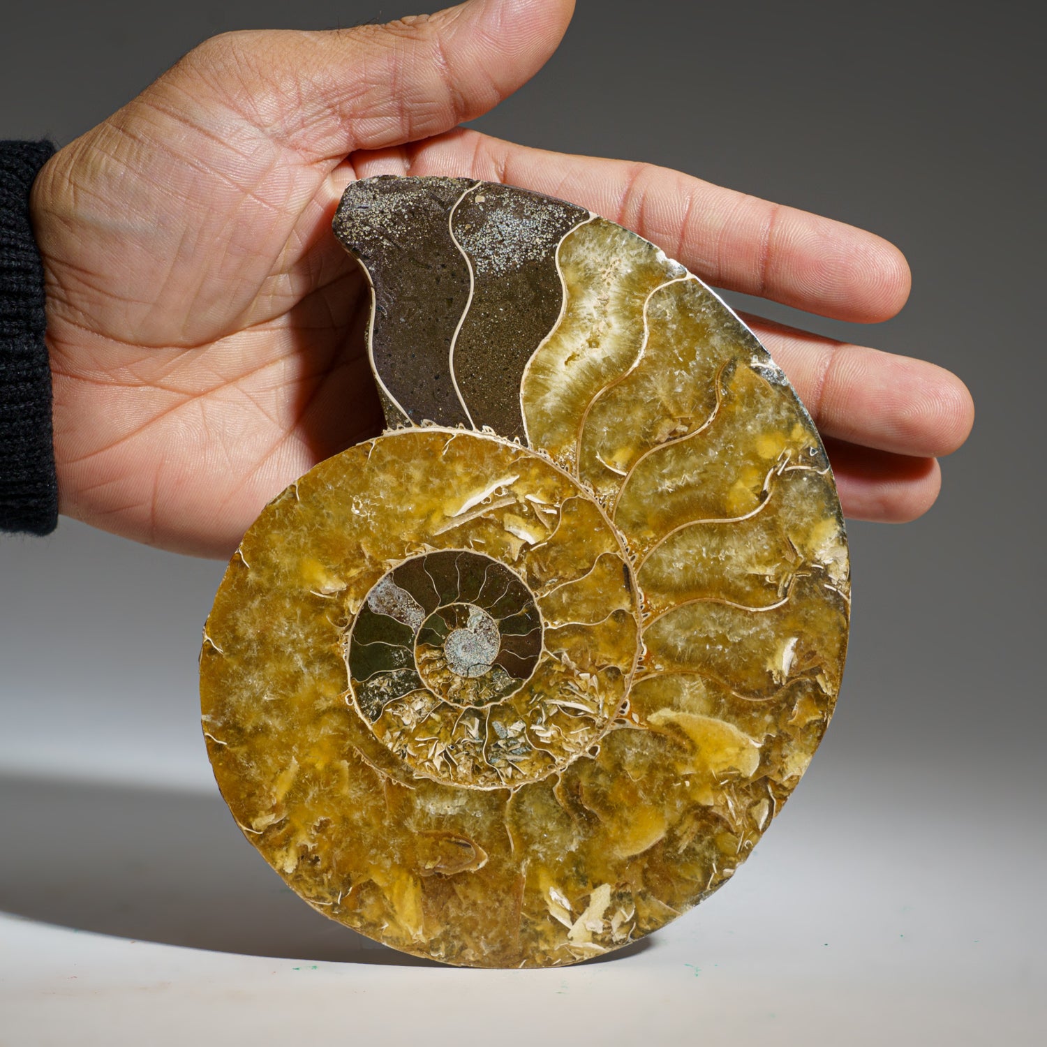 Calcified Ammonite Halve From Madagascar (381 grams)