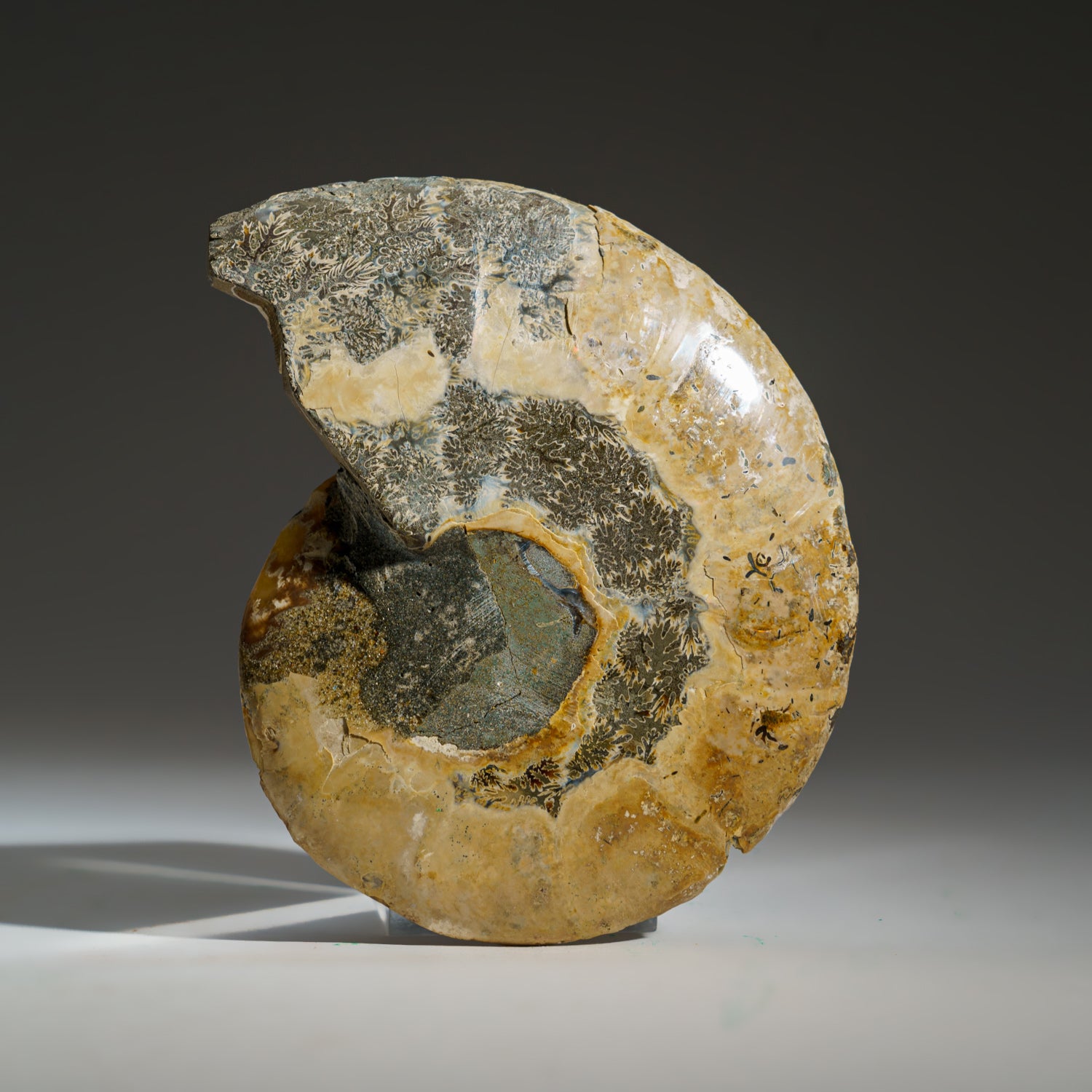 Calcified Ammonite Halve From Madagascar (356.1 grams)