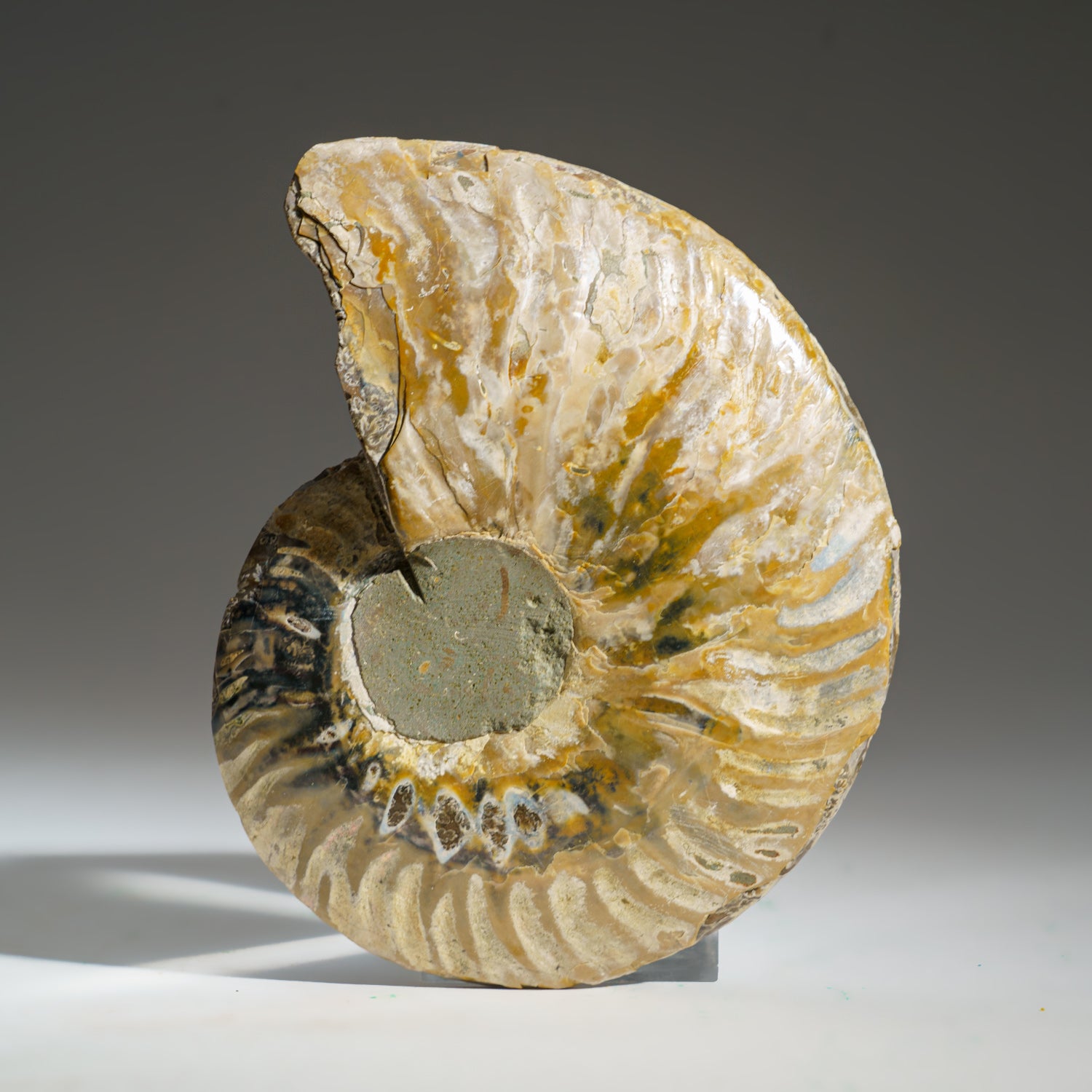 Calcified Ammonite Halve From Madagascar (339.9 grams)