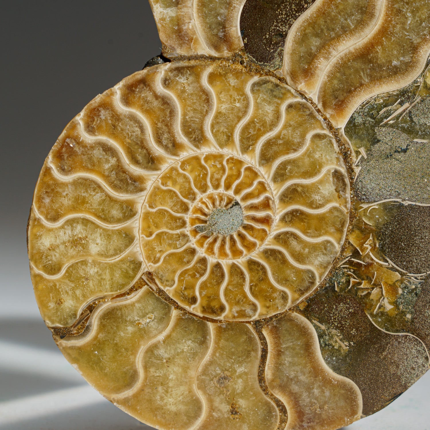 Calcified Ammonite Halve From Madagascar (237.1 grams)