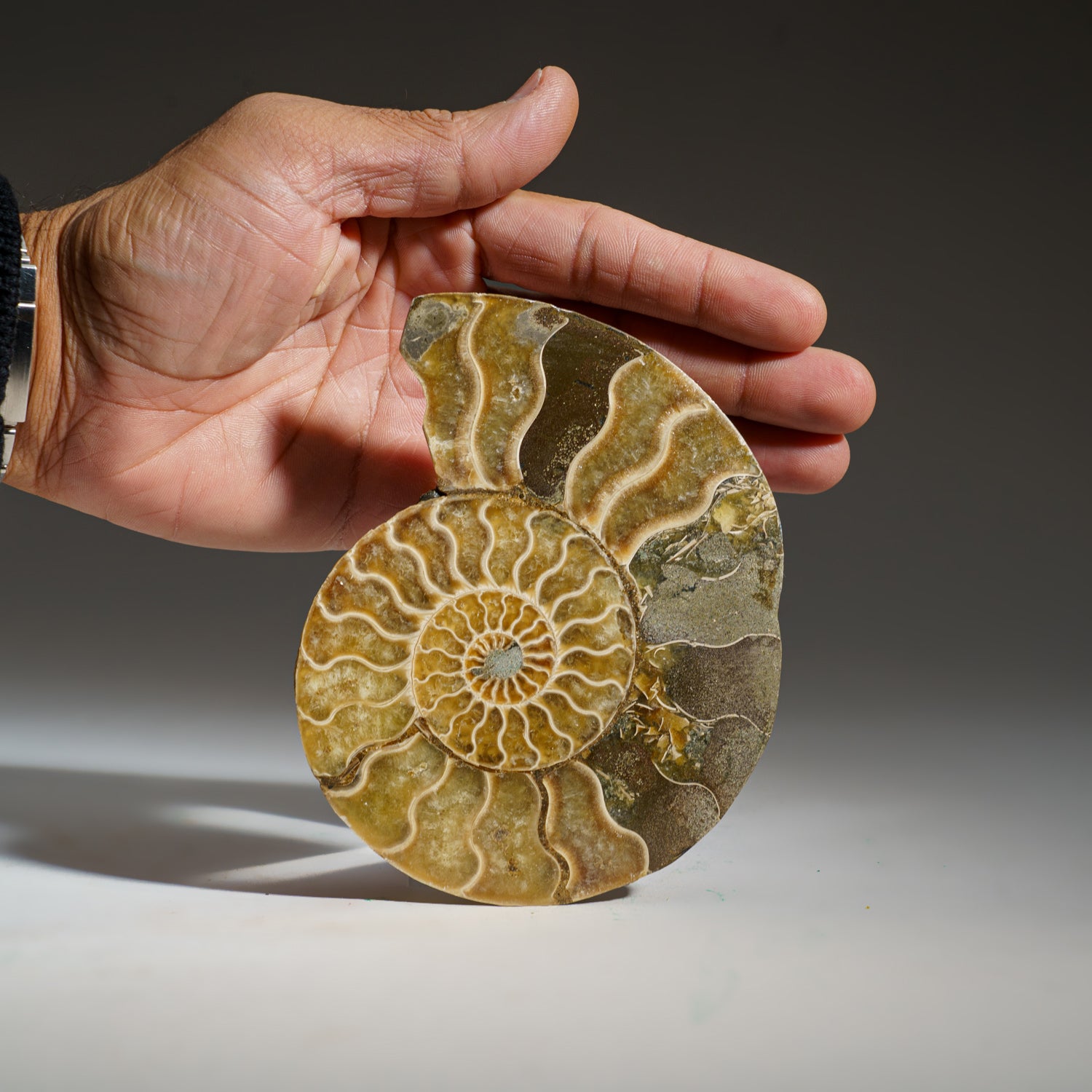 Calcified Ammonite Halve From Madagascar (237.1 grams)
