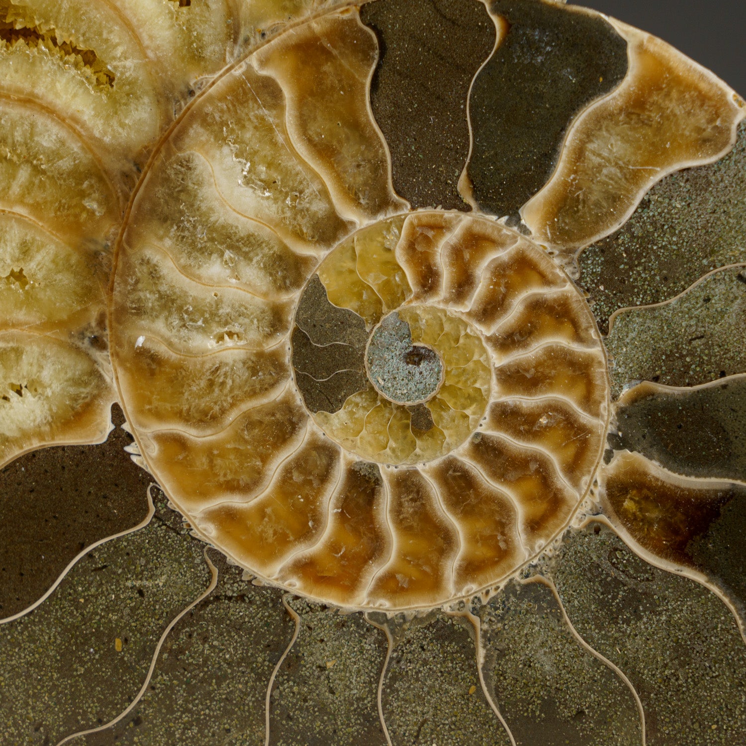 Calcified Ammonite Halve From Madagascar (292.5 grams)