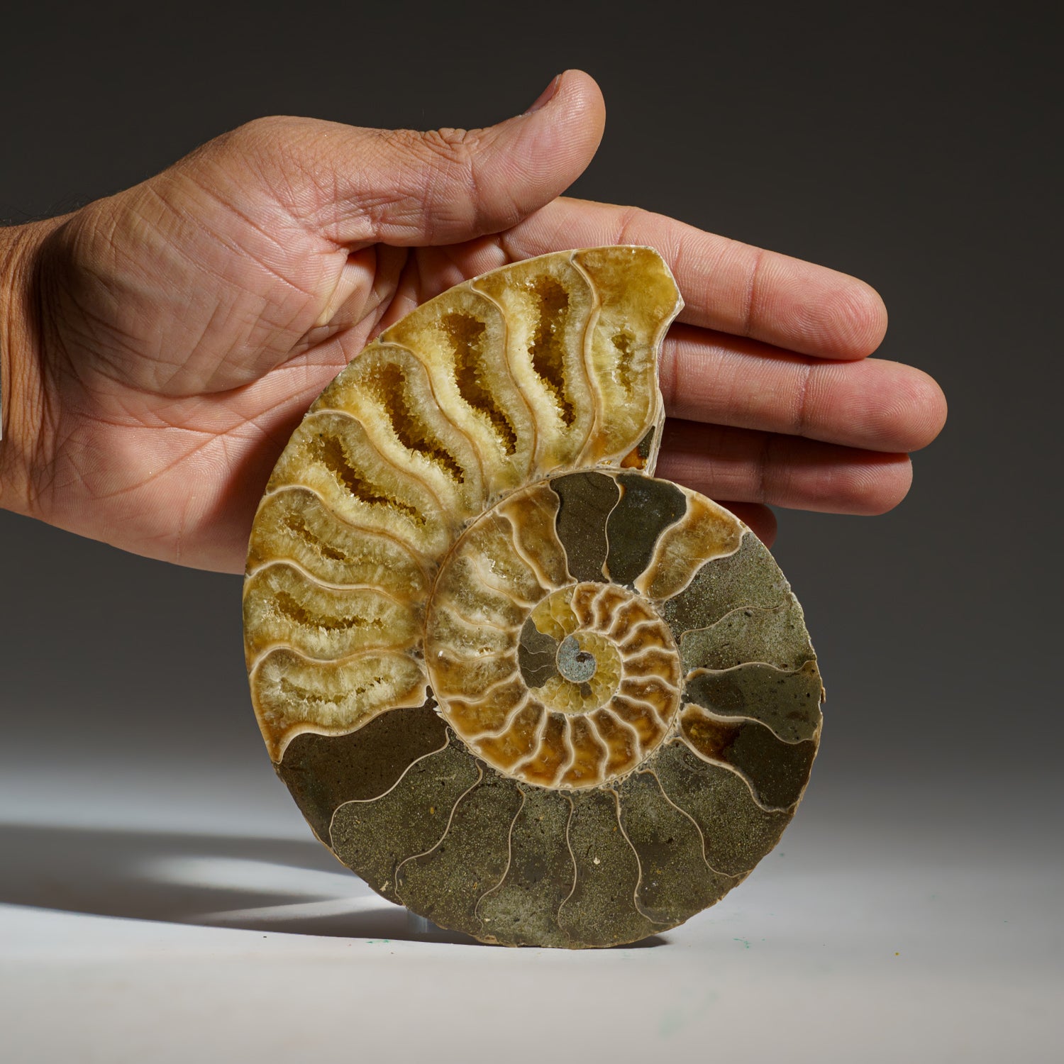 Calcified Ammonite Halve From Madagascar (292.5 grams)