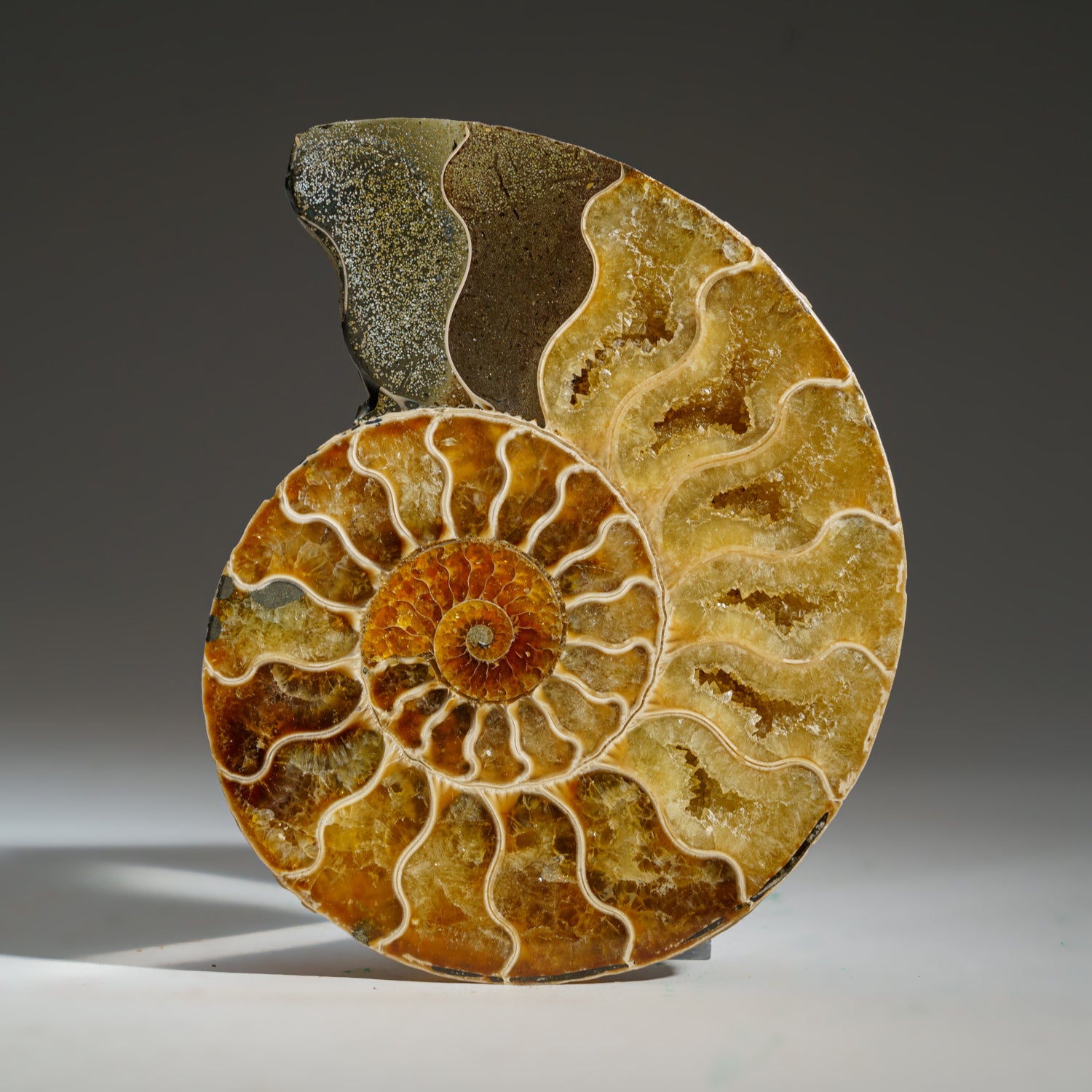 Calcified Ammonite Halve From Madagascar (275.8 grams)