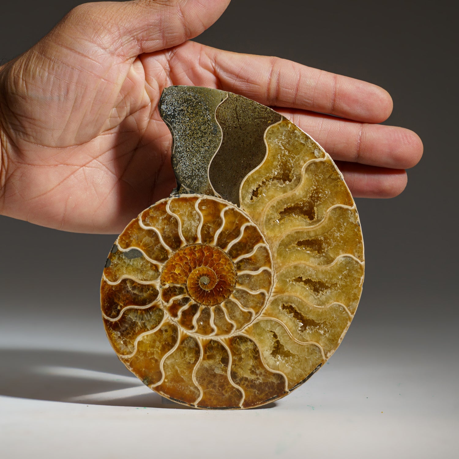 Calcified Ammonite Halve From Madagascar (275.8 grams)