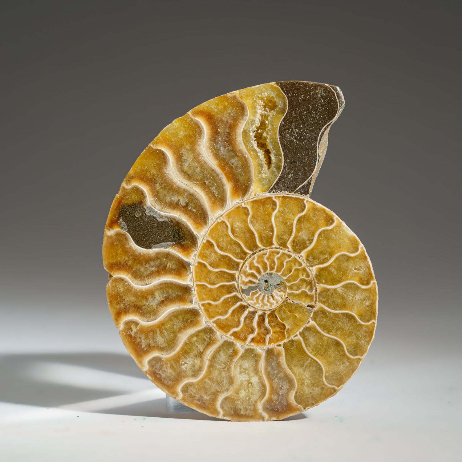 Calcified Ammonite Halve From Madagascar (218.8 grams)