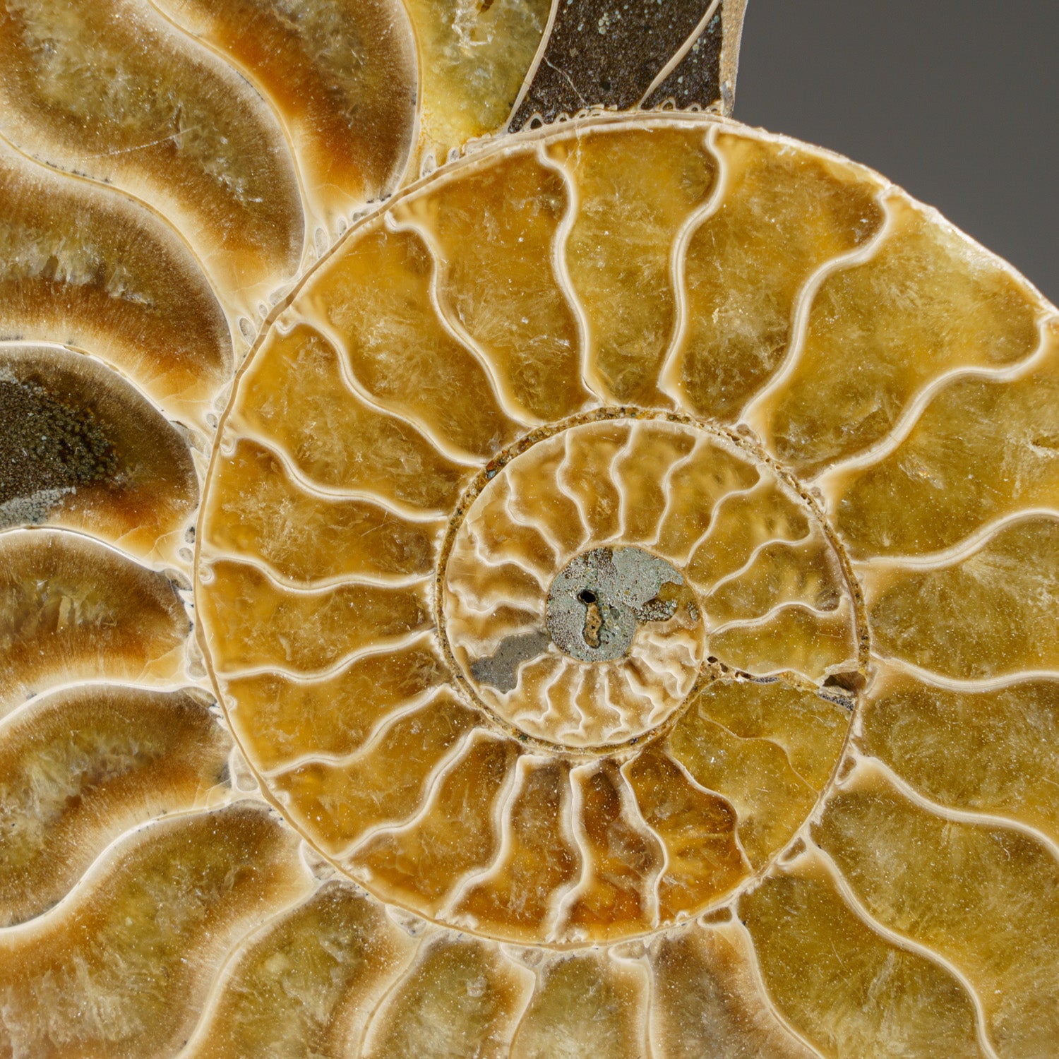 Calcified Ammonite Halve From Madagascar (218.8 grams)