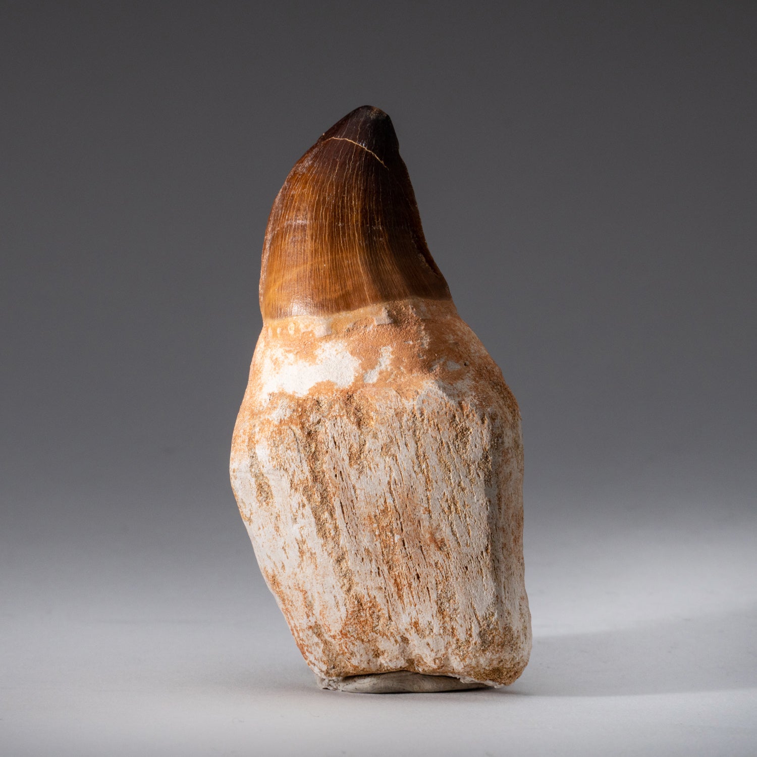 Mosasaurus Tooth with Root (110 grams)