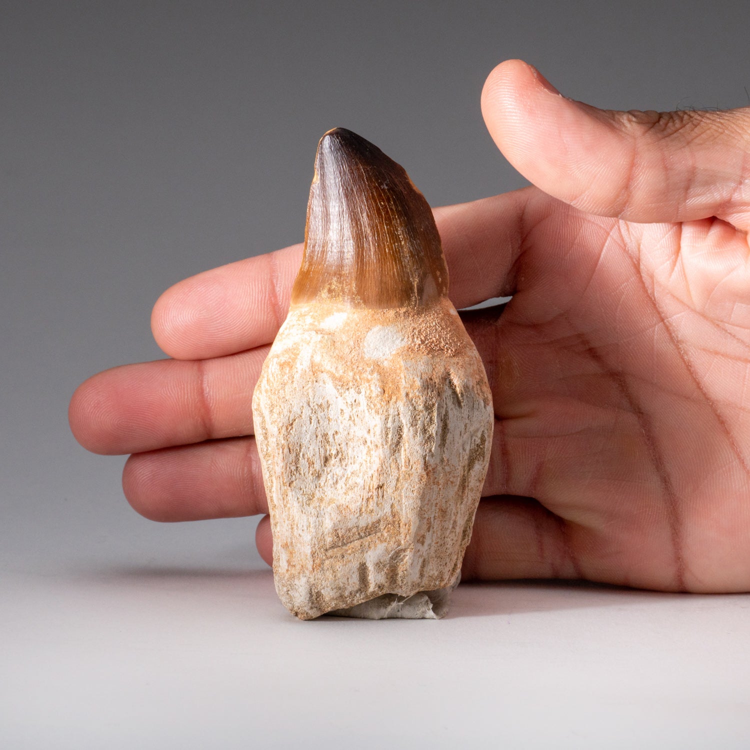 Mosasaurus Tooth with Root (110 grams)