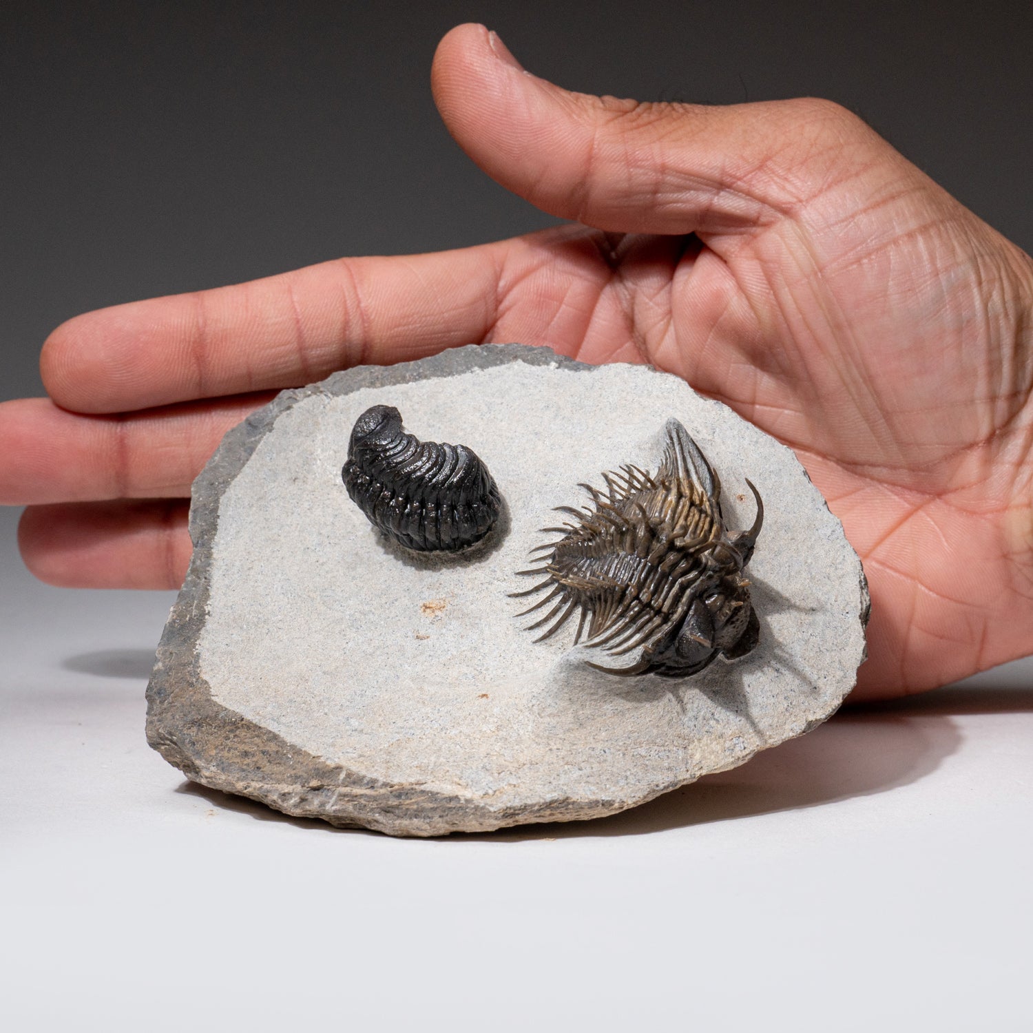 Two Ceratarges Spinosus Trilobite from Morocco (454.6 grams)