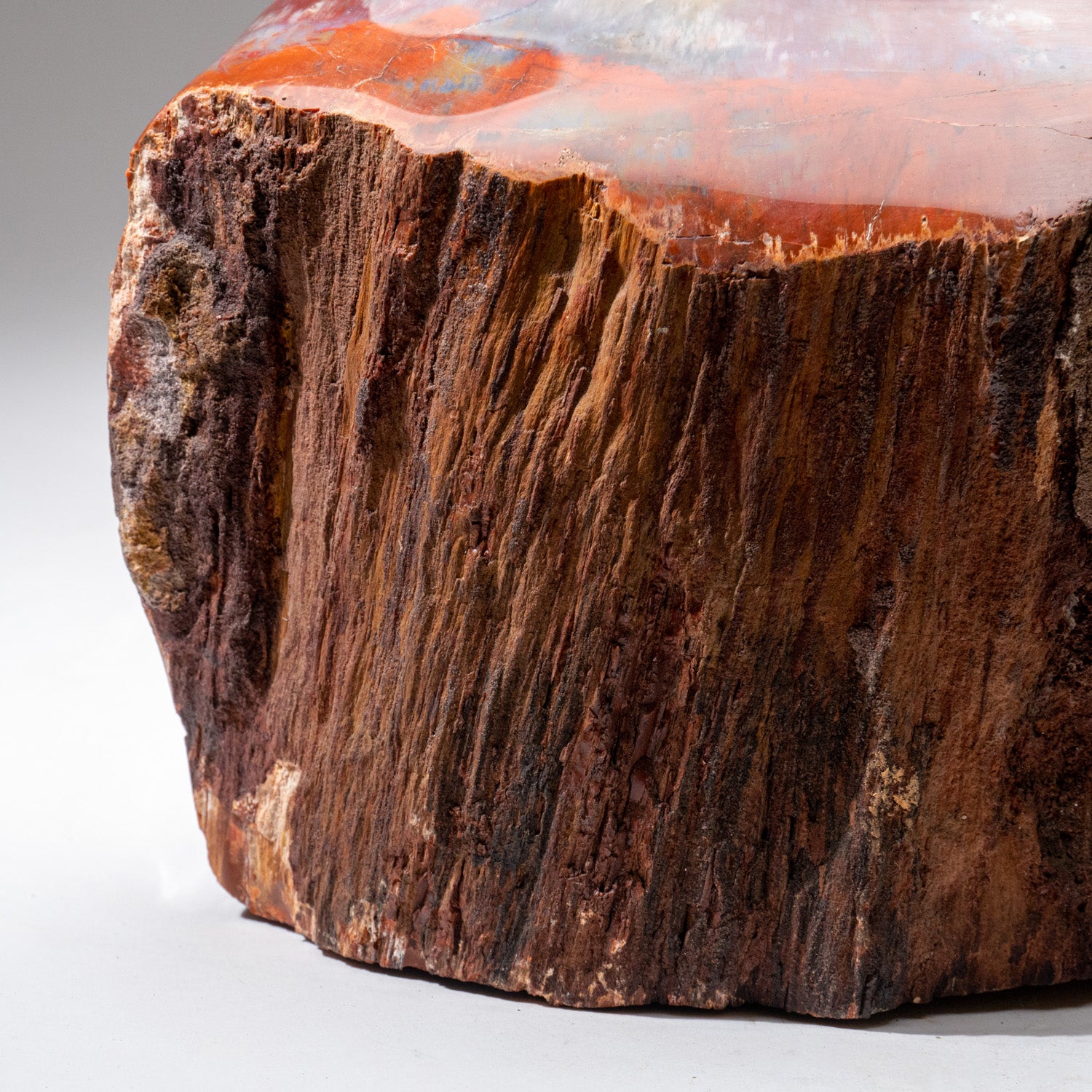 Genuine Polished Petrified Wood Stump (66 lbs)