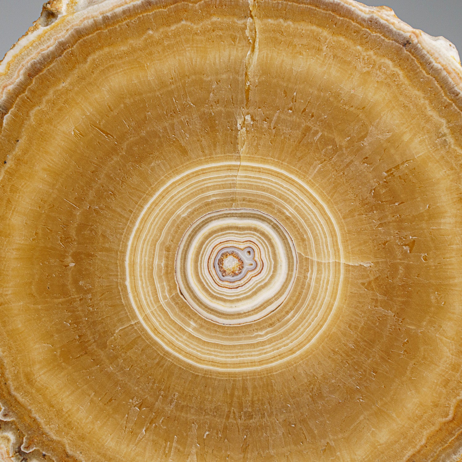 Genuine Aragonite Stalactite Slice from Mexico (296 grams)