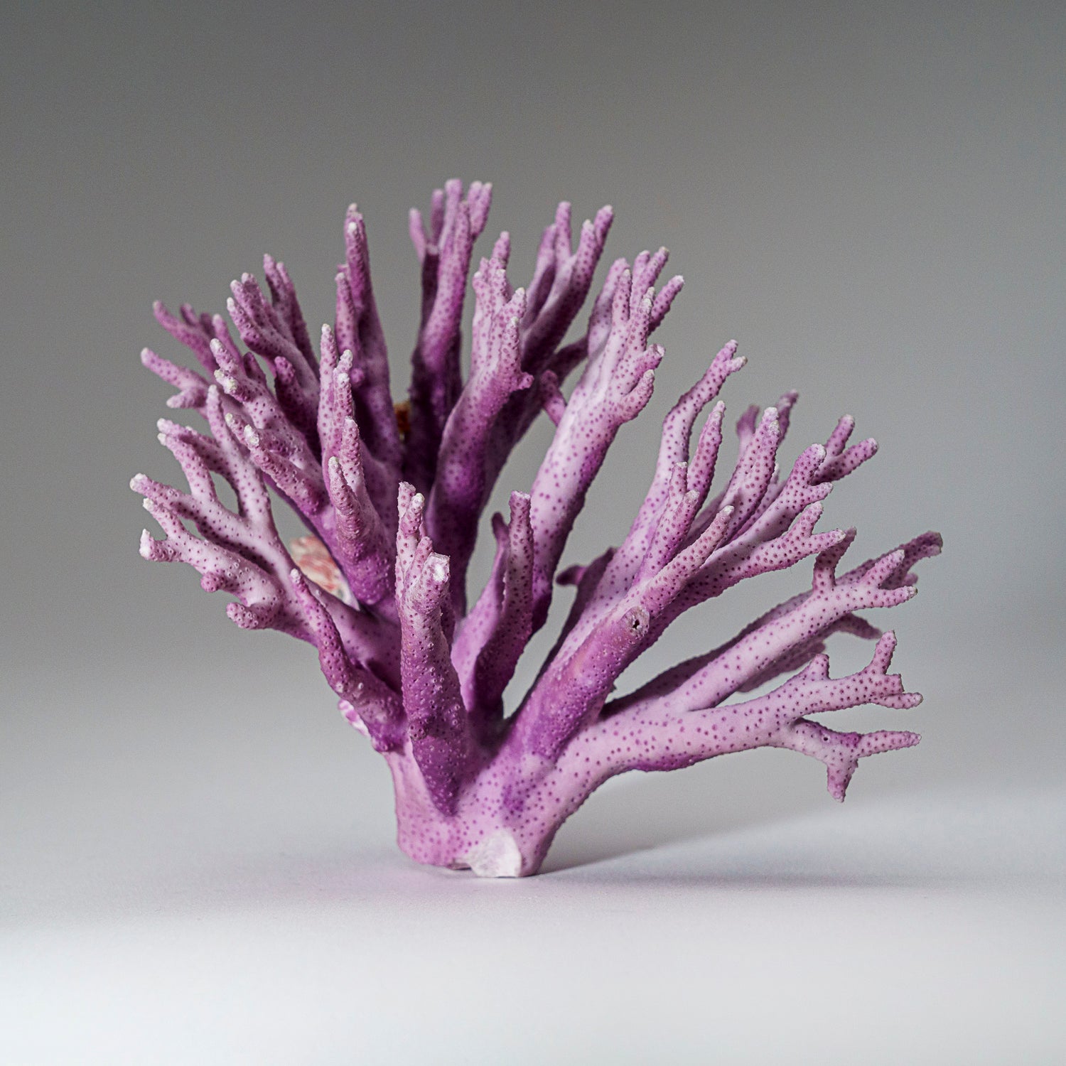 Genuine Purple Sea Coral  (216.3 grams)