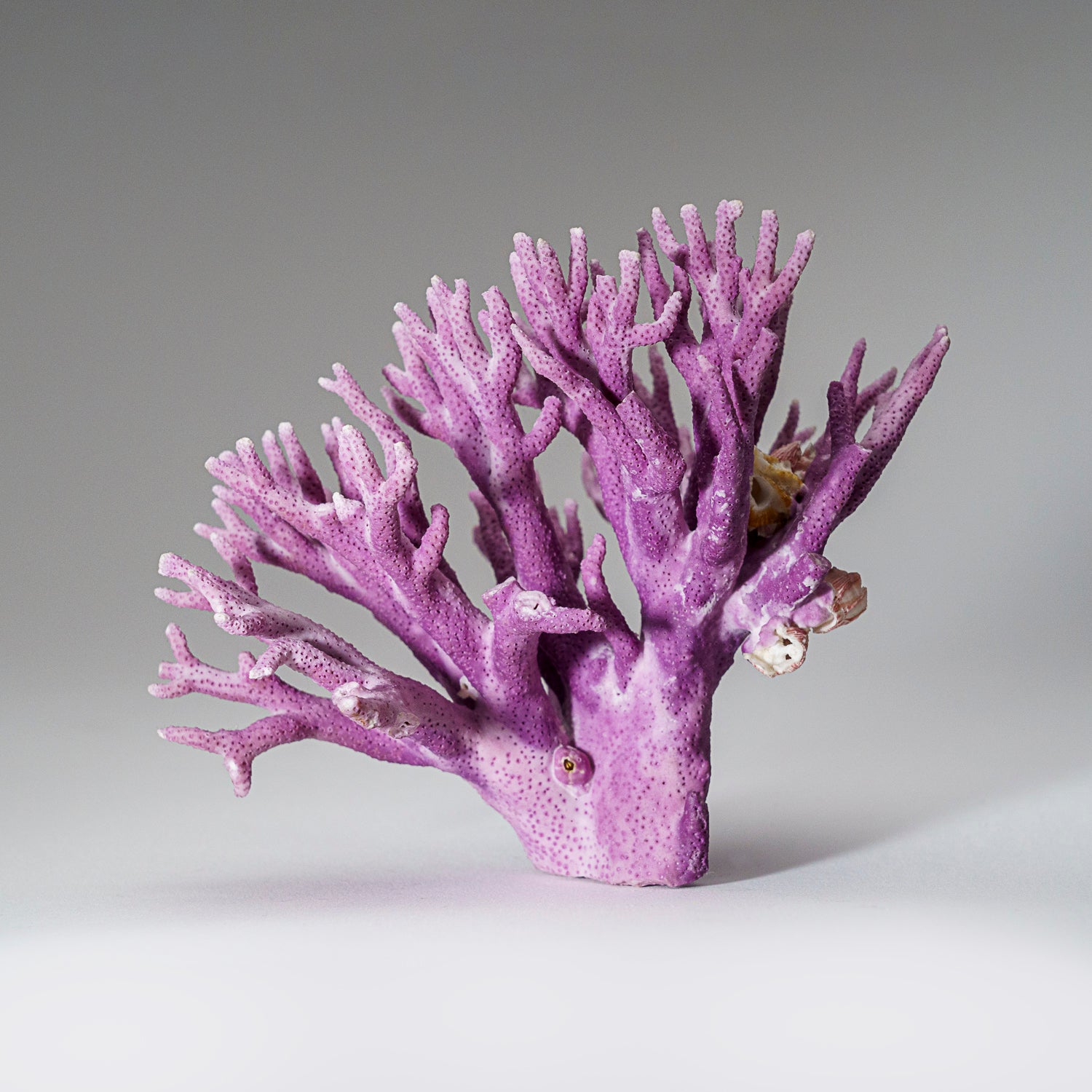 Genuine Purple Sea Coral  (216.3 grams)