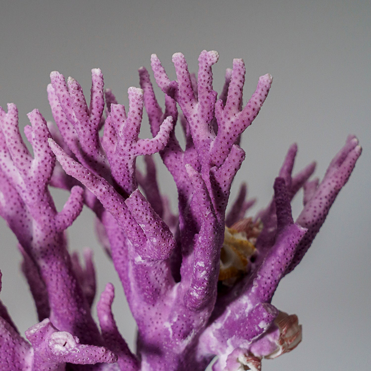 Genuine Purple Sea Coral  (216.3 grams)