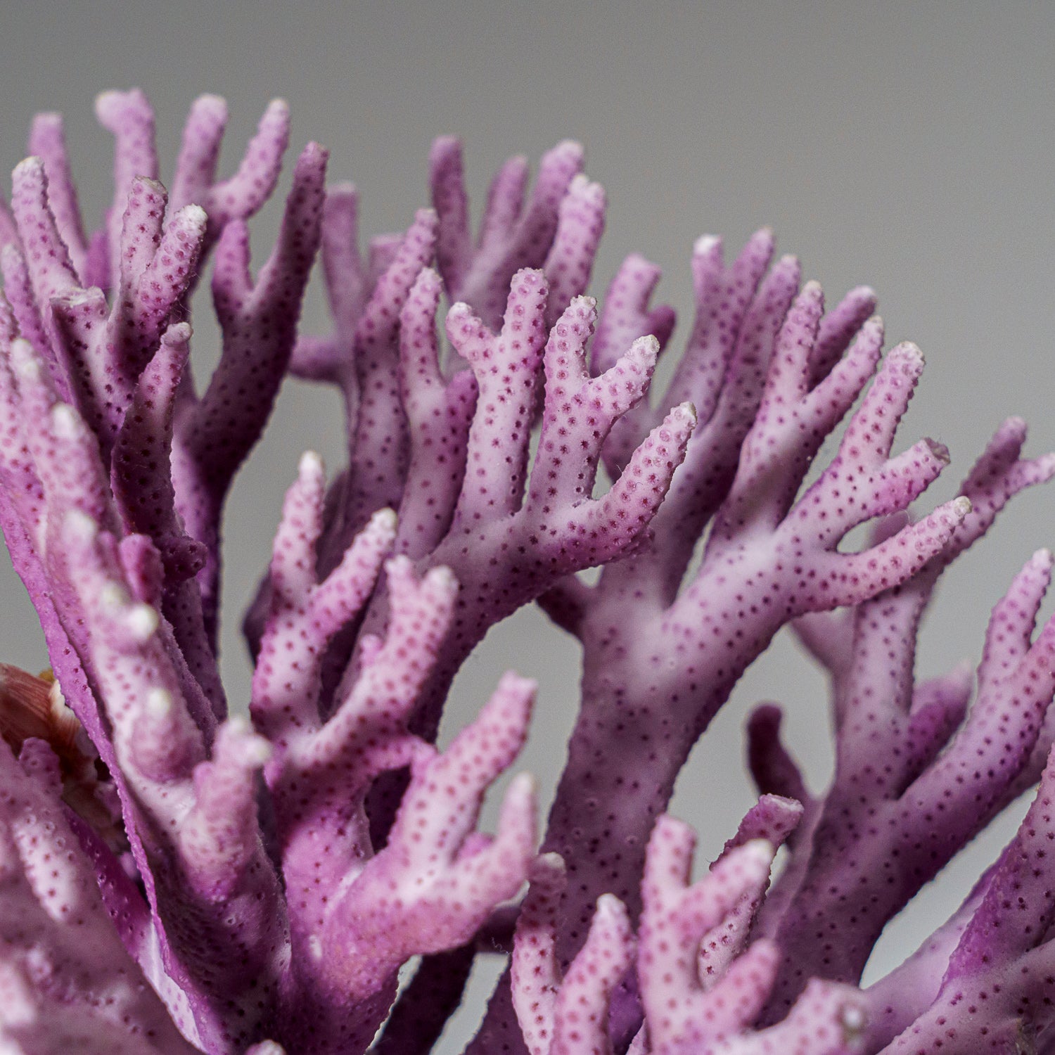 Genuine Purple Sea Coral  (216.3 grams)