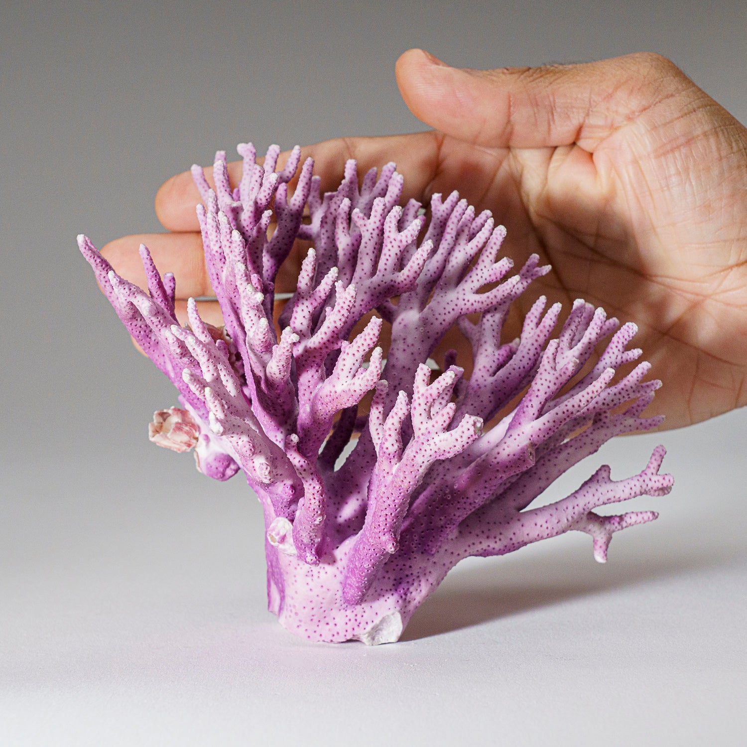 Genuine Purple Sea Coral  (216.3 grams)