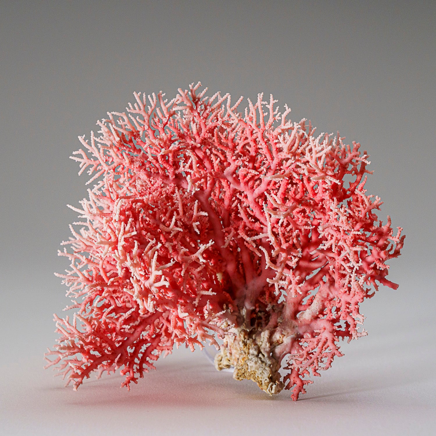 Genuine Pink Sea Coral (102 grams)