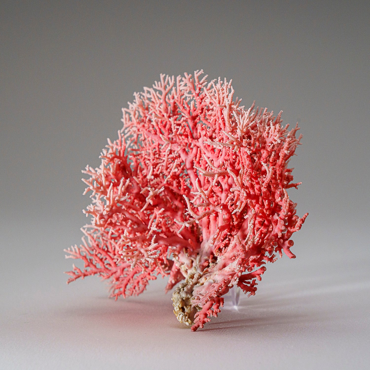 Genuine Pink Sea Coral (102 grams)