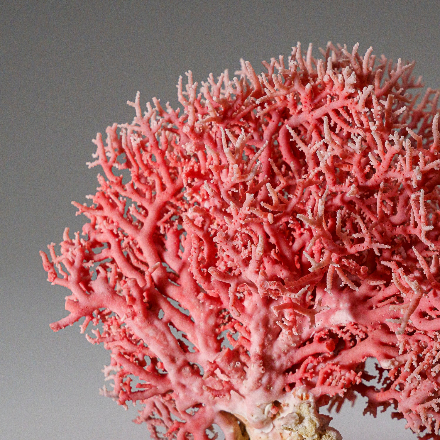 Genuine Pink Sea Coral (102 grams)