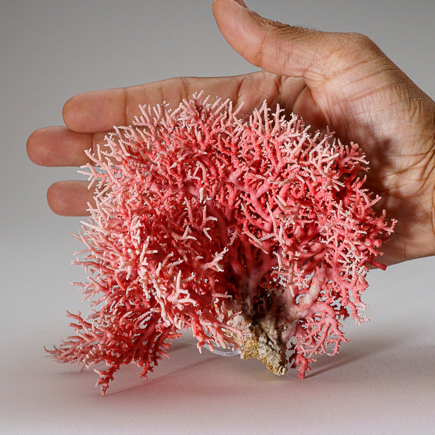 Genuine Pink Sea Coral (102 grams)