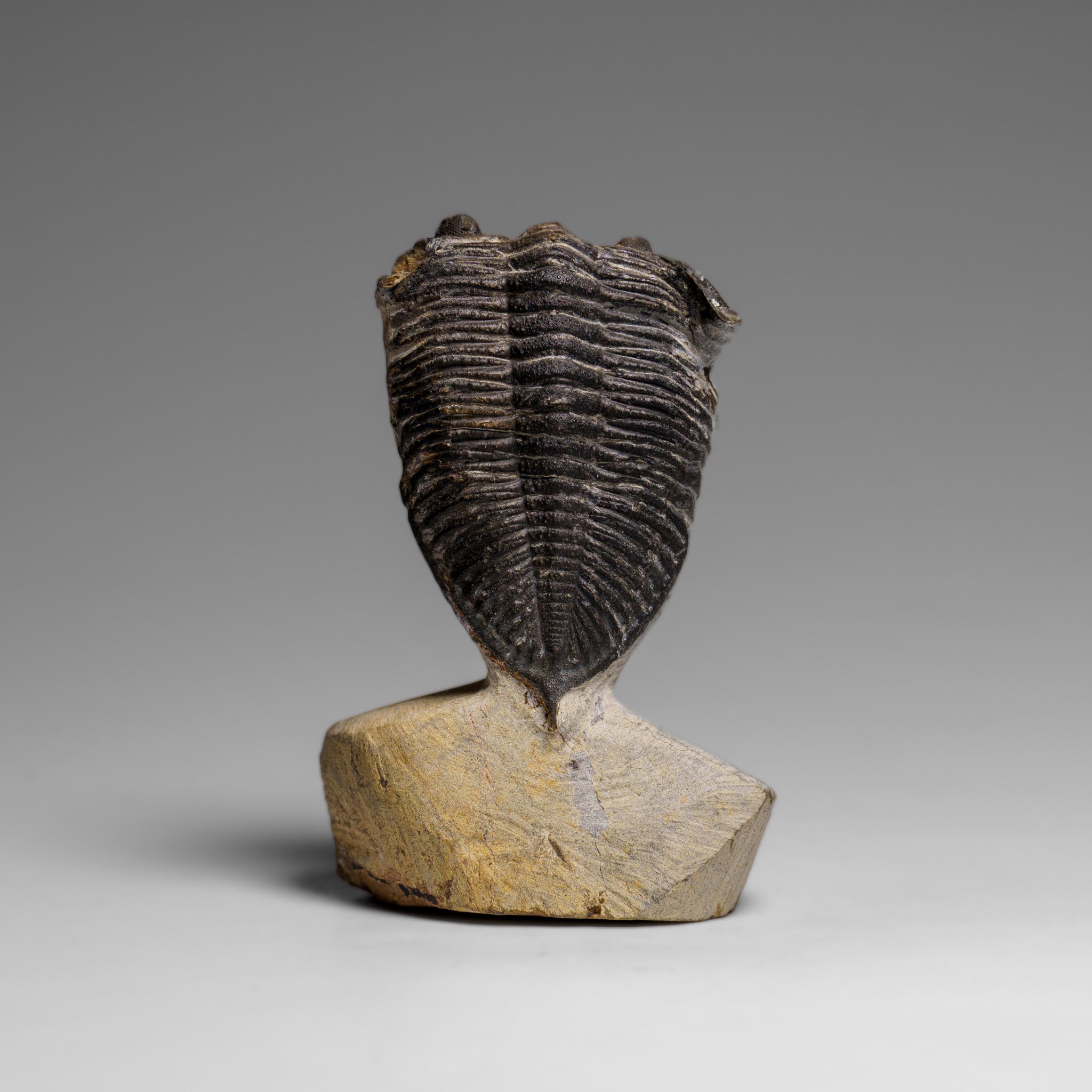 Genuine Hollardops Mesacristata Trilobite on Matrix (144 grams)