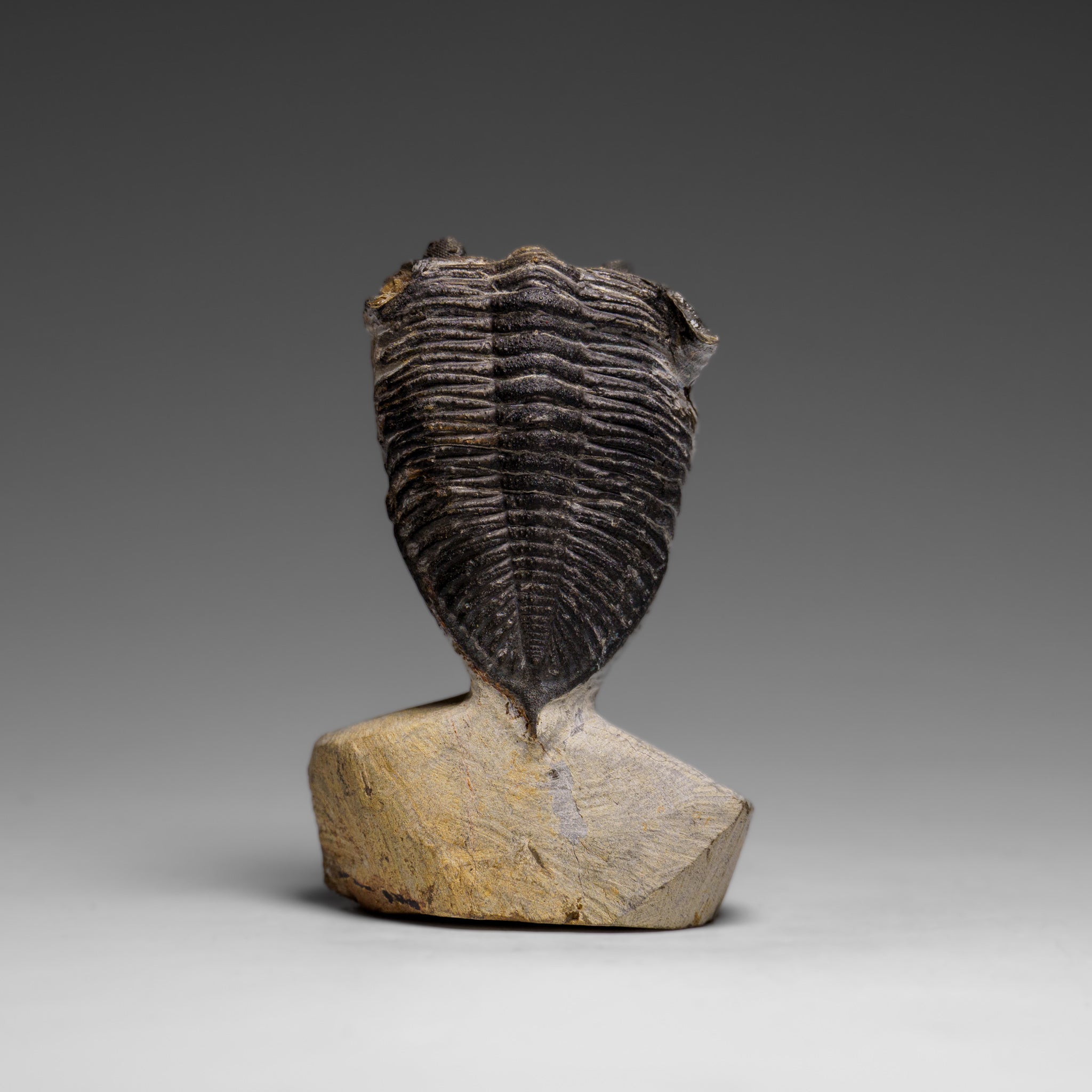 Genuine Hollardops Mesacristata Trilobite on Matrix (144 grams)